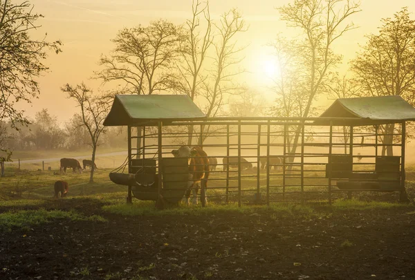 Campos agrícolas al atardecer con rebaño de vacas — Foto de Stock