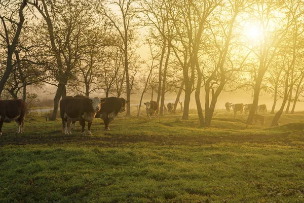 Fermes au coucher du soleil avec troupeau de vaches — Photo