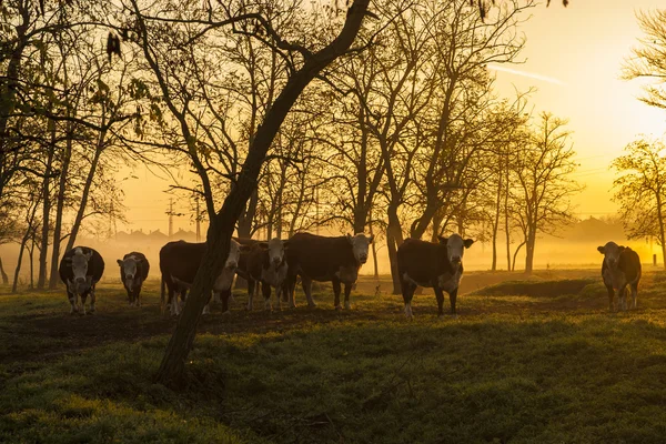 Landbouwgrond in zonsondergang met kudde van koeien — Stockfoto