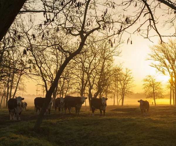 Landbouwgrond in zonsondergang met kudde van koeien — Stockfoto