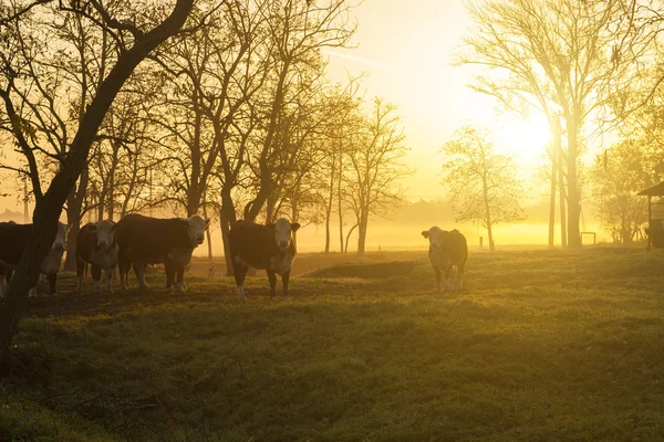 Farmland di sunset dengan kawanan sapi — Stok Foto