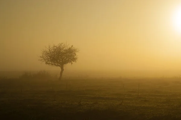 Foggy cena outonal de nascer do sol — Fotografia de Stock