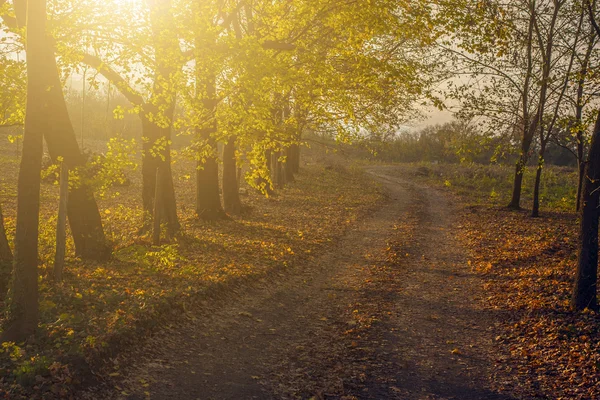 Autunno strada forestale — Foto Stock