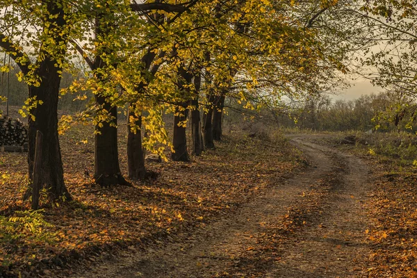 Őszi erdei út — Stock Fotó