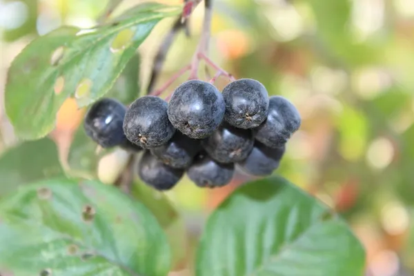 Svart rowanberry — Stockfoto