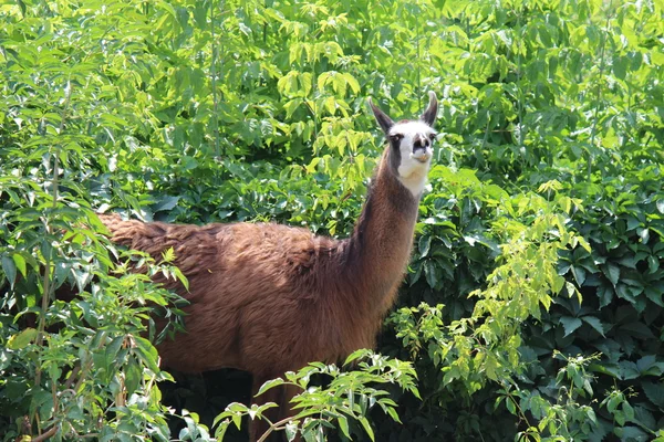 Lama çalıların arasında