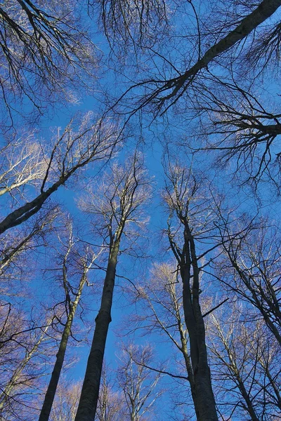 Niebo nad drzewami — Zdjęcie stockowe