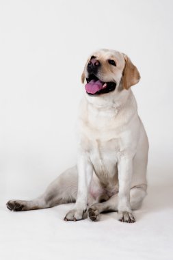 Labrador geri almak
