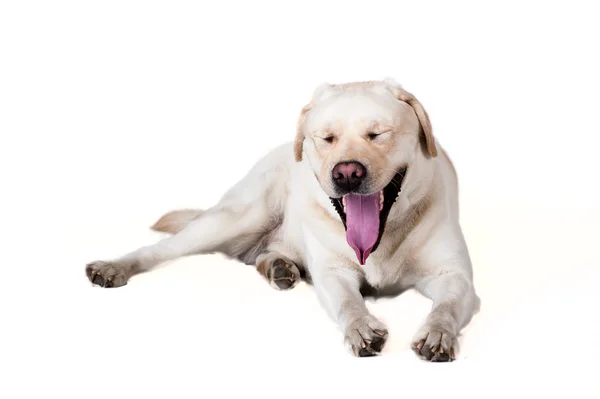 Labrador Retriever — Stock Photo, Image