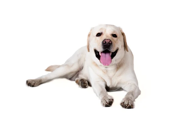 Labrador Retriever — Stock Photo, Image