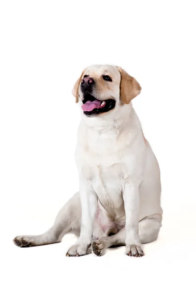 Labrador retriever — Fotografia de Stock