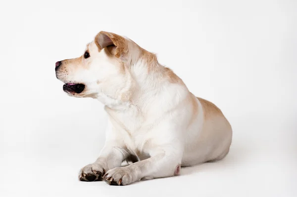 Labrador retriever — Fotografia de Stock