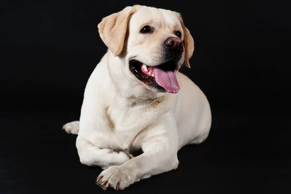 Labrador Retriever auf schwarzem Hintergrund — Stockfoto
