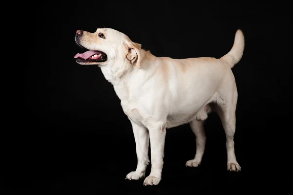 Labrador Retriever auf schwarzem Hintergrund — Stockfoto