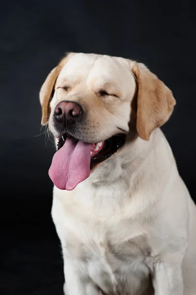 Labrador Retriever em um fundo preto — Fotografia de Stock