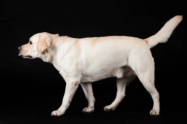 Labrador retriever op een zwarte achtergrond — Stockfoto