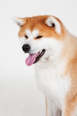Akta-Inu köpek