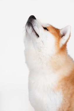 Akta-Inu köpek