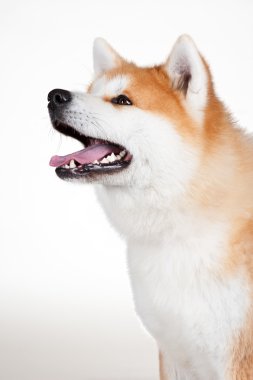 Akta-Inu köpek