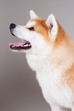 Akta-Inu köpek