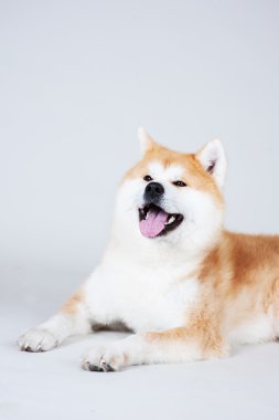 Akta-Inu köpek