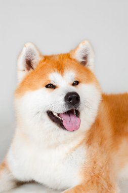Akta-Inu köpek