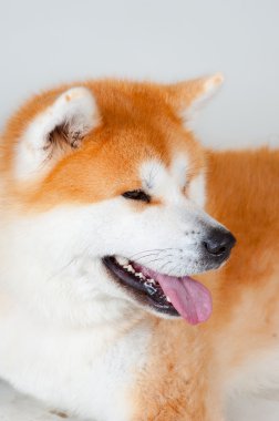 Akta-Inu köpek