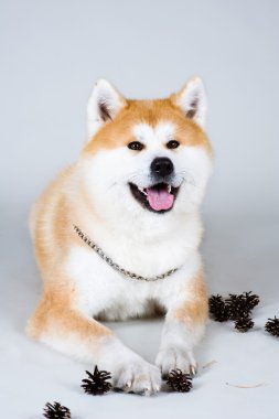 Akta-Inu köpek ile çarpmak