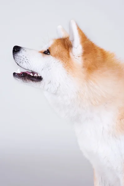 AKTA-inu σκυλί — Φωτογραφία Αρχείου