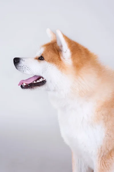 Akta-inu Hund — Stockfoto