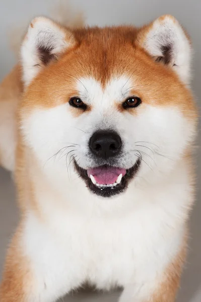 Cão Akta-inu — Fotografia de Stock