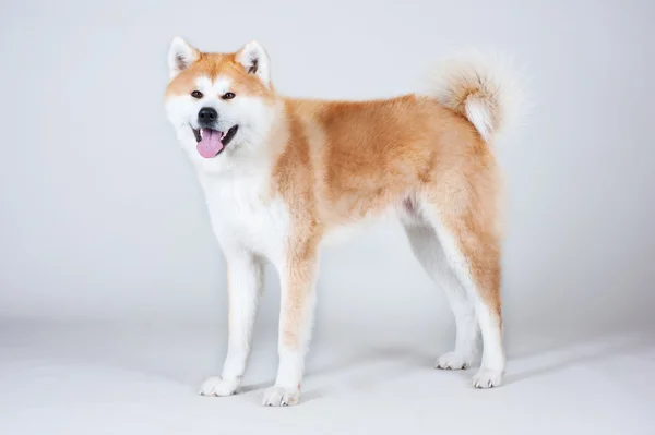 Akta-inu cane — Foto Stock