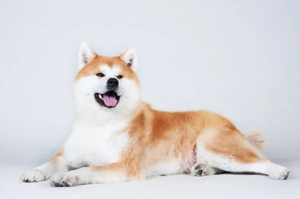 Cão Akta-inu — Fotografia de Stock