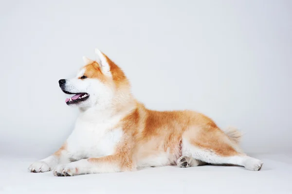 Cão Akta-inu — Fotografia de Stock