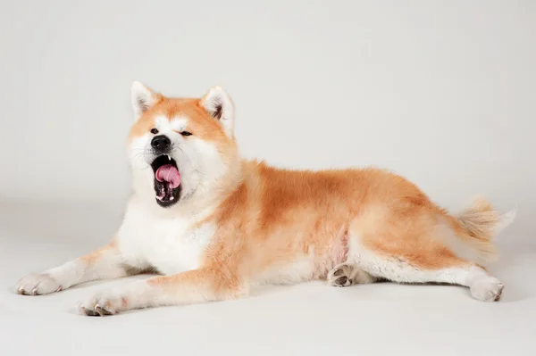 Cão Akta-inu — Fotografia de Stock