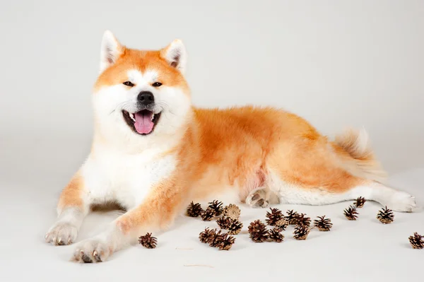 Akta-inu cão com solavancos — Fotografia de Stock