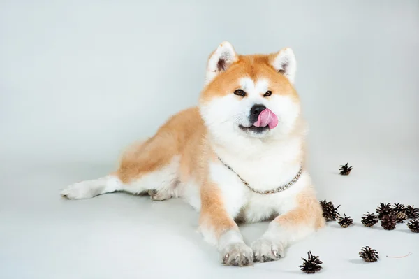 Akta-inu cão com solavancos — Fotografia de Stock