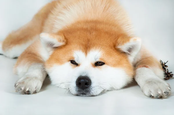 Akta-inu Hund mit Beulen — Stockfoto