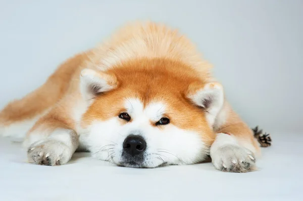 Akta-inu pes s hrboly — Stock fotografie