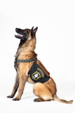 Belçika çoban köpeği