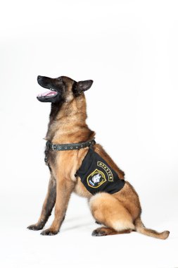 Belçika çoban köpeği