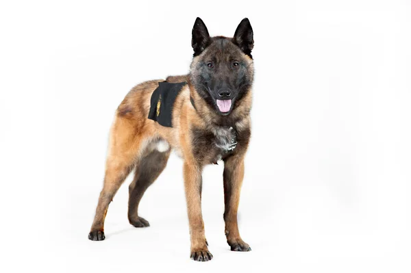 Belgian Shepherd Dog — Stock Photo, Image