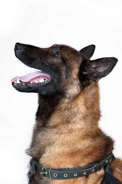 Belgian Shepherd Dog — Stock Photo, Image