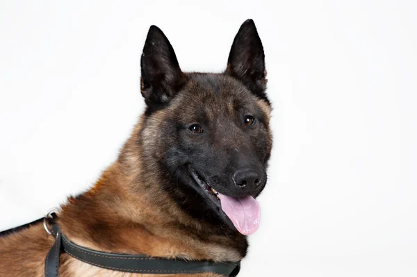 Belgian Shepherd Dog — Stock Photo, Image