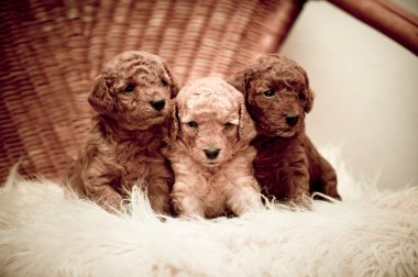 Toy-poodle puppies clipart