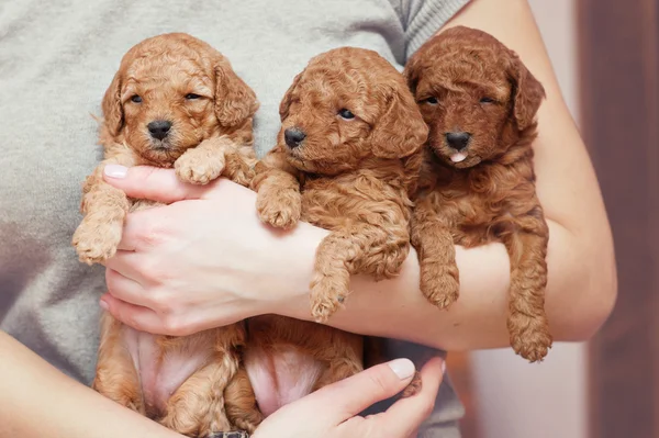 Cachorros de juguete-caniche — Foto de Stock