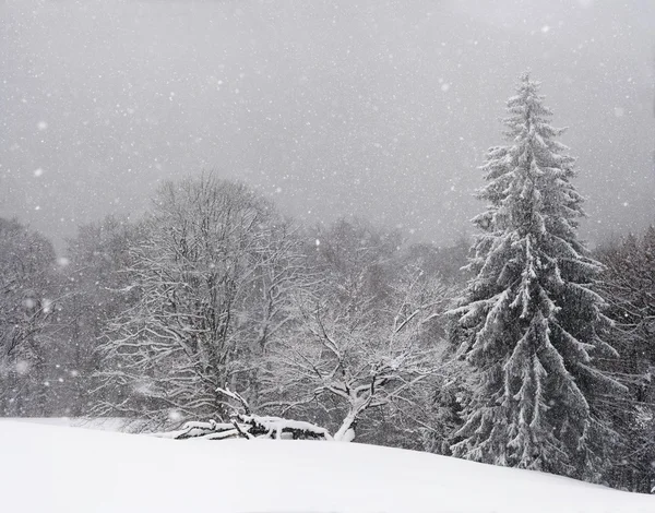 Carpazi in inverno — Foto Stock