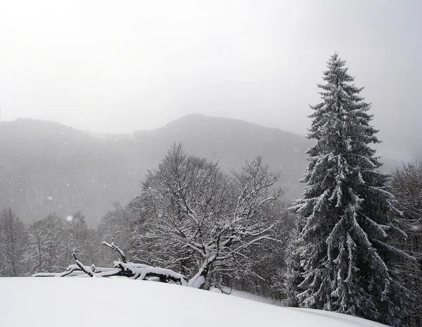 Karpaty v zimě — Stock fotografie