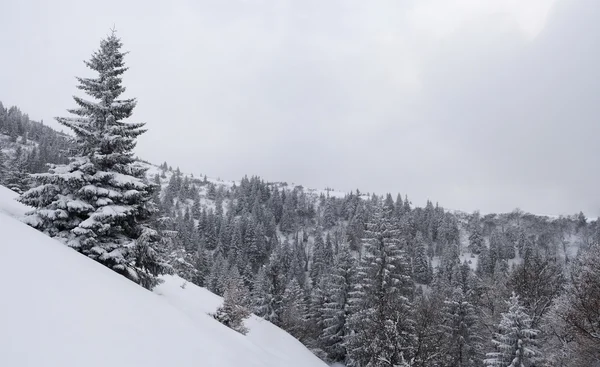 Kışın Karpatlar — Stok fotoğraf