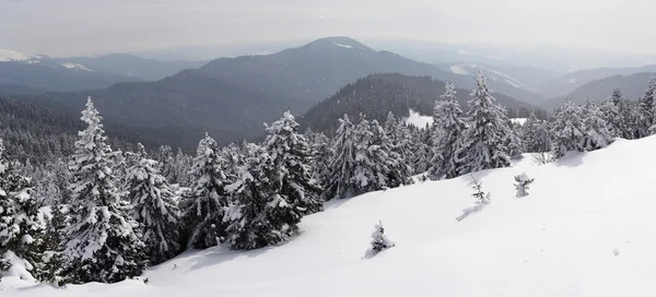 Karpaty zimą — Zdjęcie stockowe